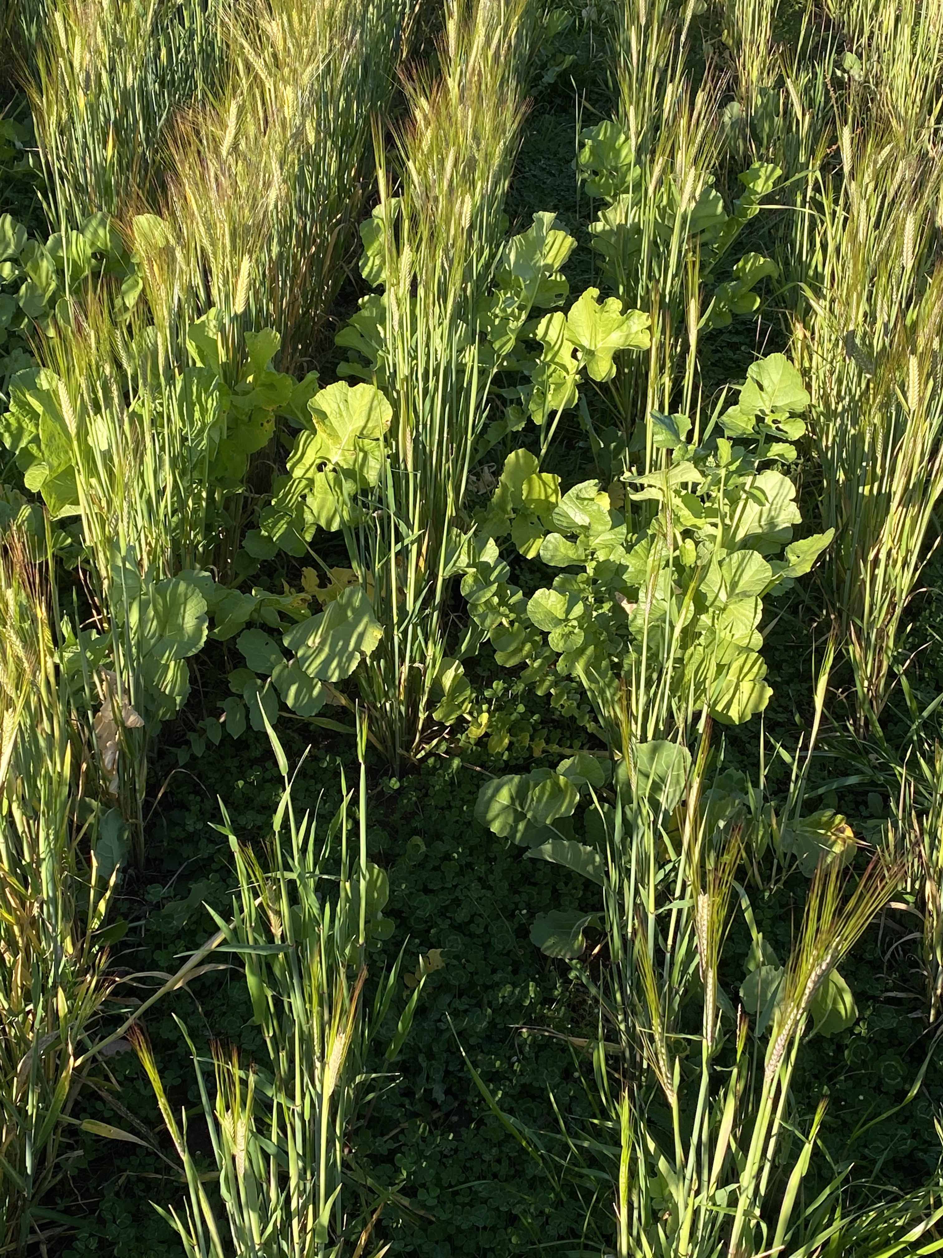 Pasture Cropping